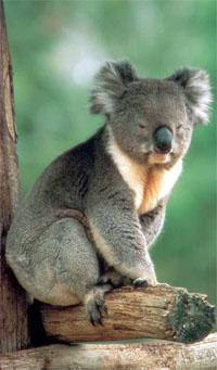 Koala