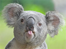 koalaP1