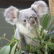 koalaP2